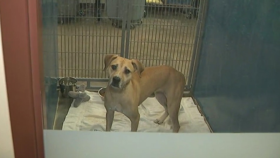 $50 adoption fees: MCACC's Empty the Shelters Event