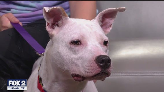 Michigan Humane seeking new homes and foster homes for pets