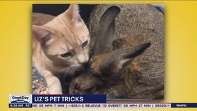 Liz's Pet Tricks for Friday, April 21