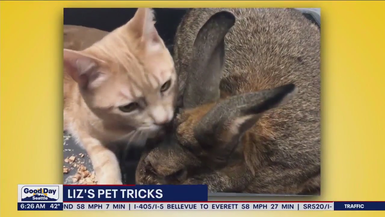 Liz's Pet Tricks for Friday, April 21
