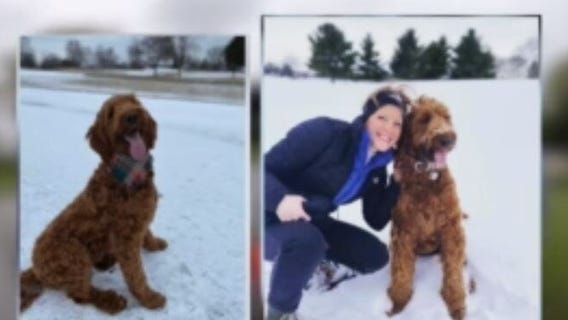 Wando the Irish Setter patrols Brookfield country club
