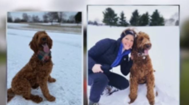 Wando the Irish Setter patrols Brookfield country club