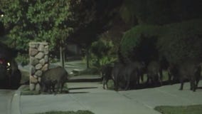 MN DNR holding meeting on feral pigs, minks