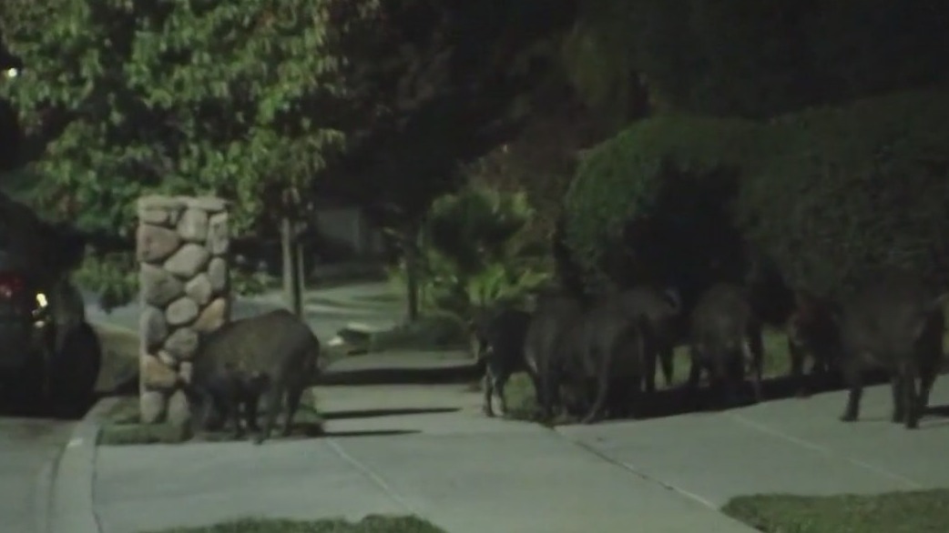 MN DNR holding meeting on feral pigs, minks