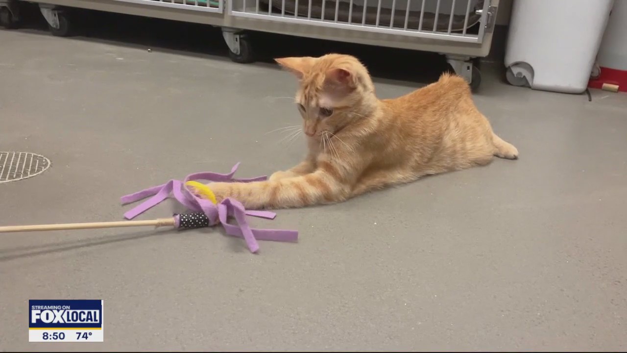 Pet of the Day: Banana Boat