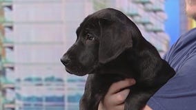 Meet Fiona: Our Pet of the Day