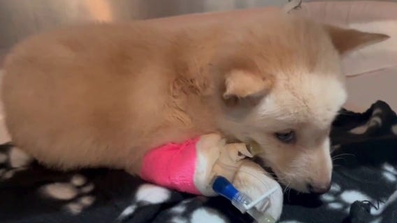 10 sick puppies dumped in storage container at Largo park, police searching for suspect