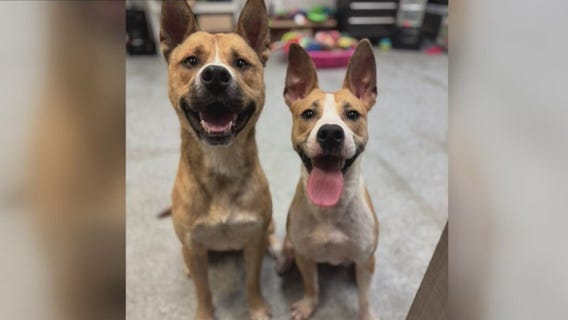 Animal rescue working to have bonded dogs adopted together