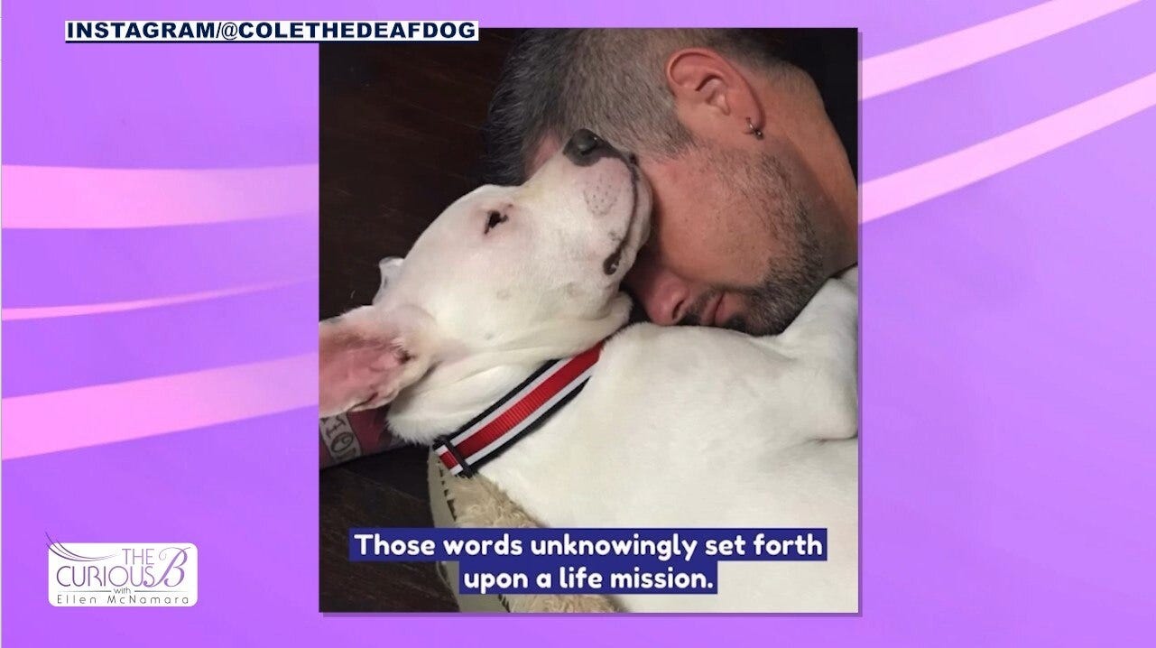 Cole The Deaf Dog | The Curious B