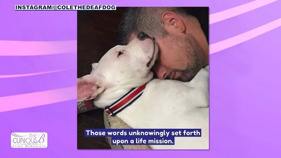 Cole The Deaf Dog | The Curious B