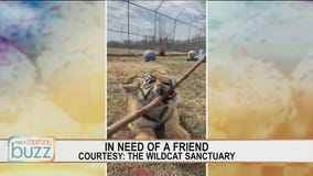 Search is on to find companion for tiger cub at The Wildcat Sanctuary