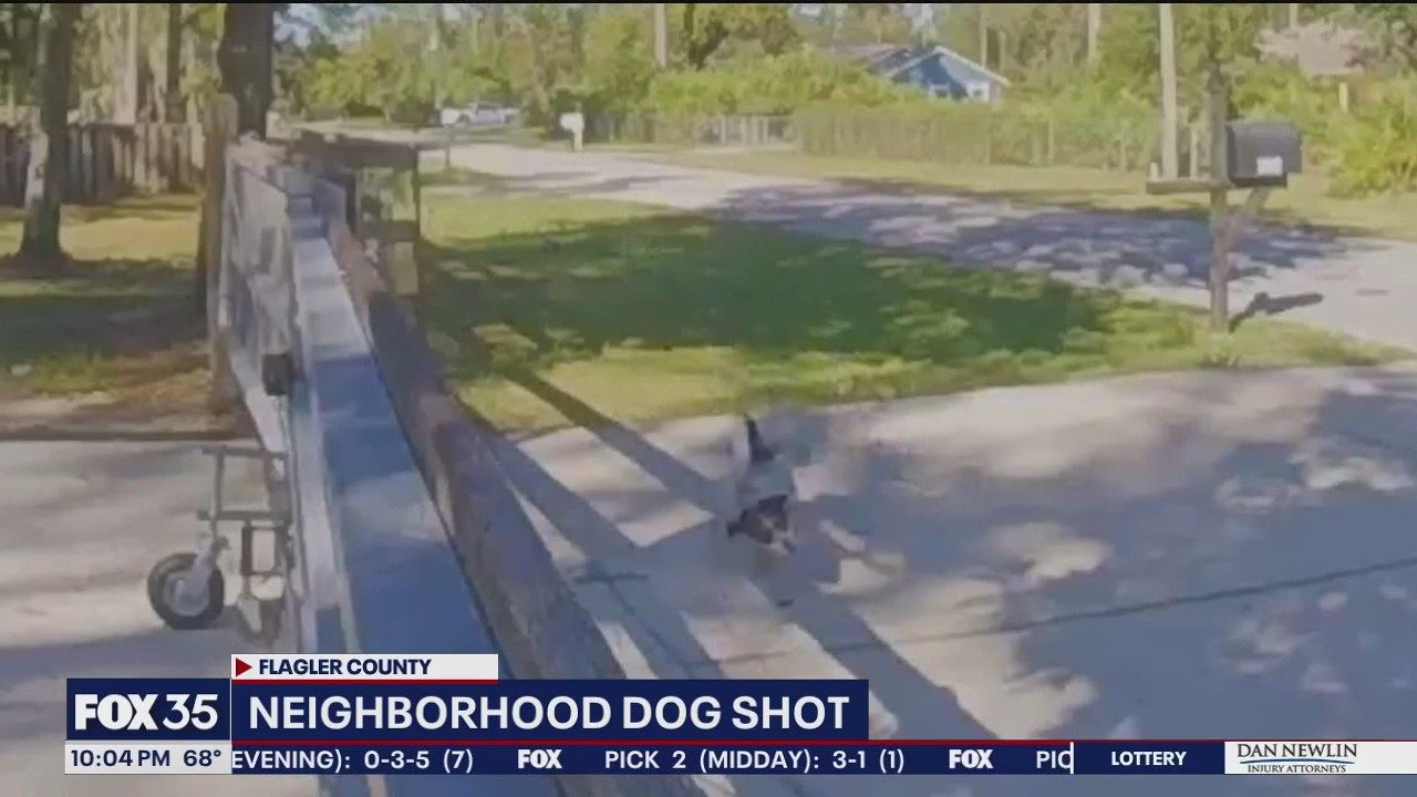 Dog shot, killed in neighborhood, officials say | FOX 35 Orlando