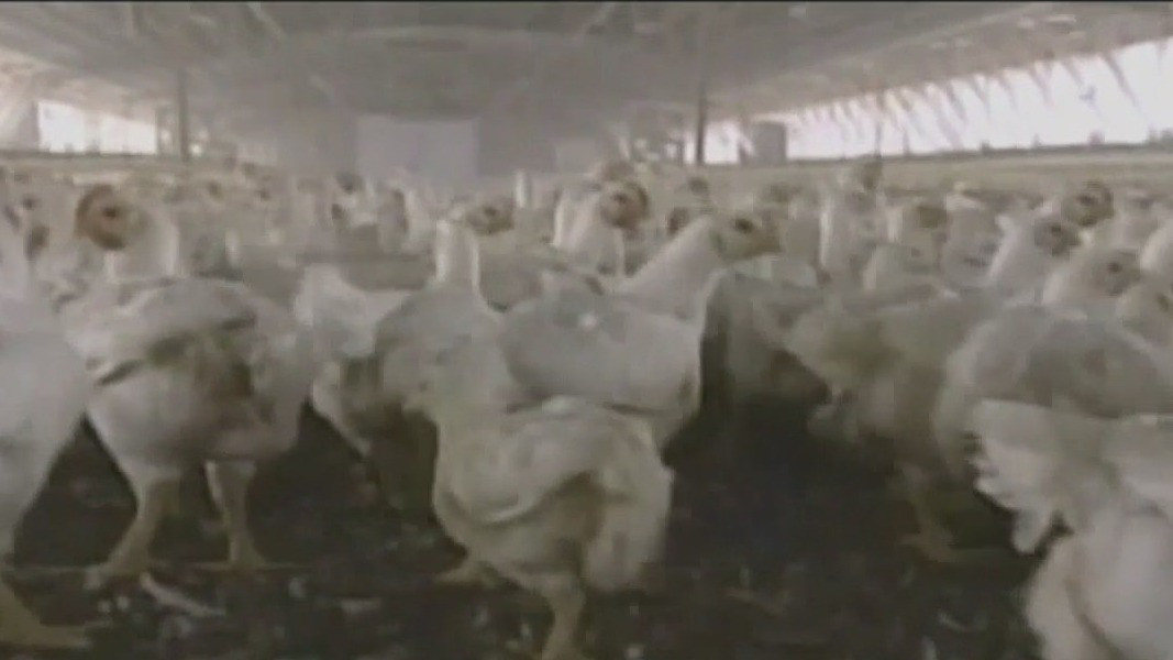 Trump administration sues state over inflated egg prices