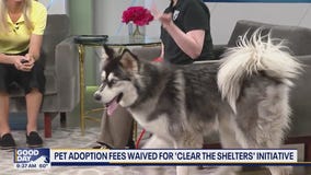 Pet adoption fees waved for Tacoma and Pierce County Humane Society