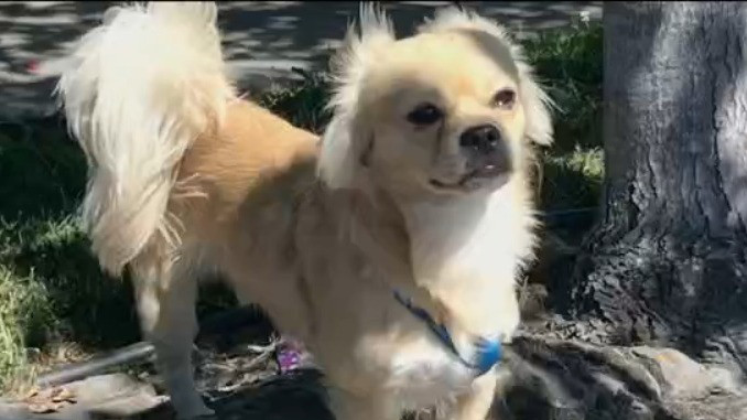 Fremont authorities search for dog that fatally attacked smaller dog in park