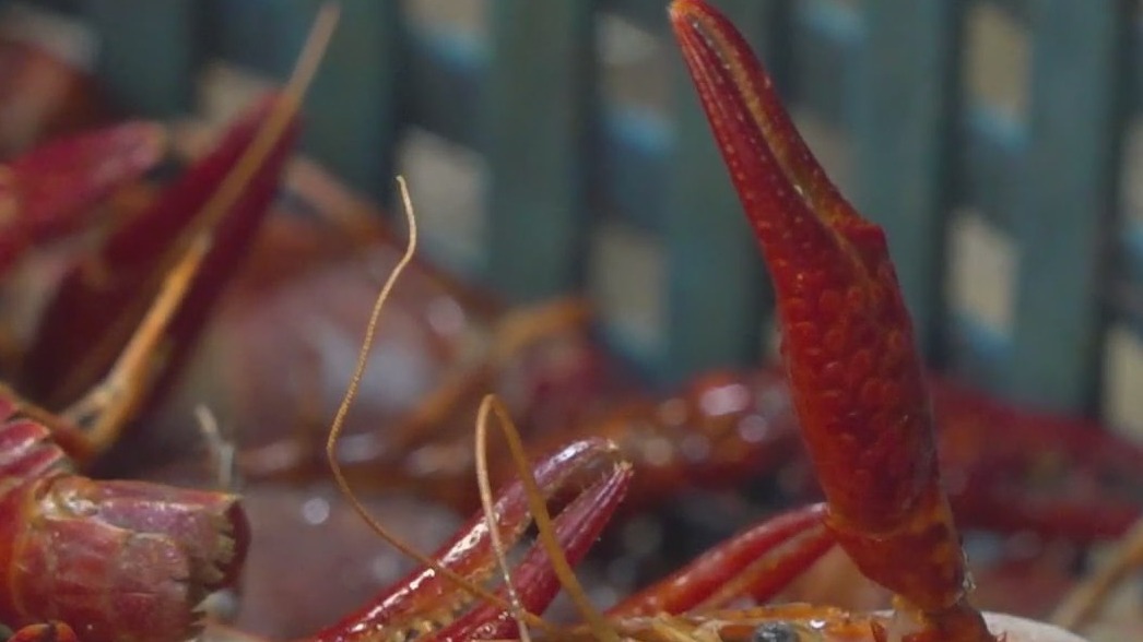Crawfish shortage continues despite start of season