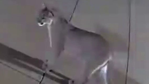 Bay Area mountain lion sightings 