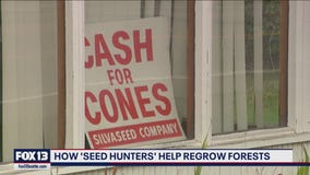 Businesses turn to pine cone collectors to re-grow forests scorched by wildfires