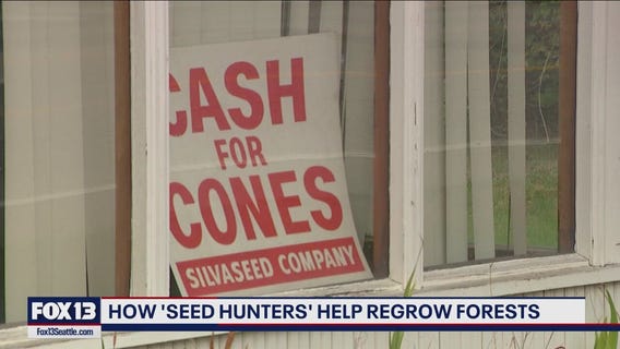 Businesses turn to pine cone collectors to re-grow forests scorched by wildfires