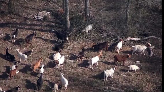 Arlington uses 400 goats to kill invasive plant species