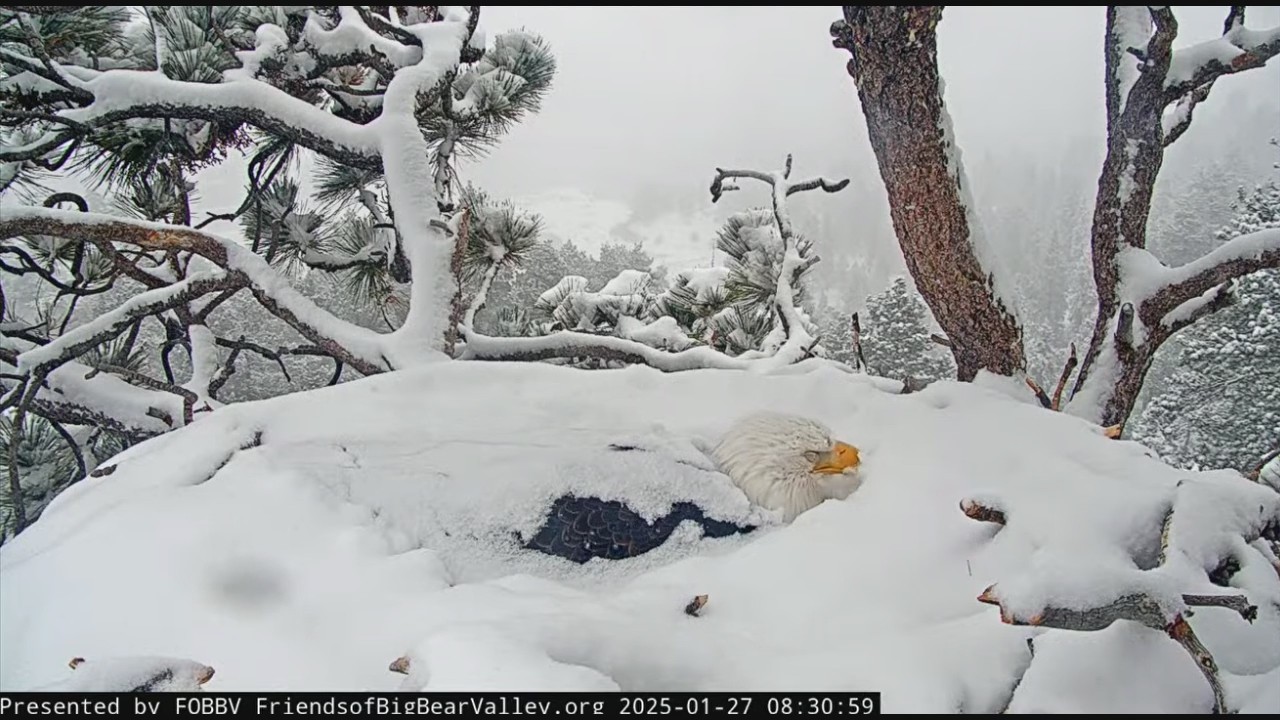 Big Bear Eagle Cam