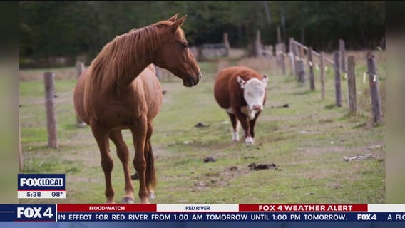 Texas lawmakers make ivermectin access easier