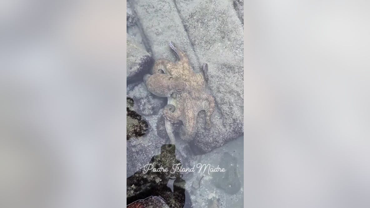 WATCH: Texas beachcomber has rare encounter with octopus