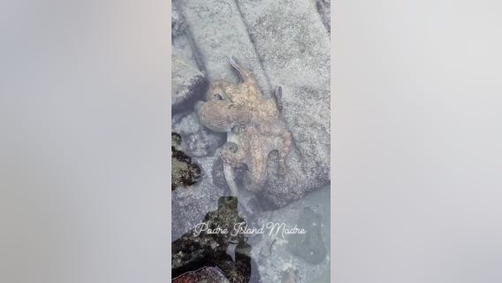 WATCH: Texas beachcomber has rare encounter with octopus