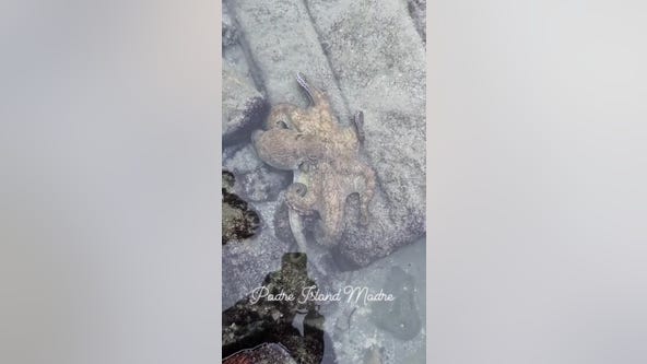 WATCH: Texas beachcomber has rare encounter with octopus