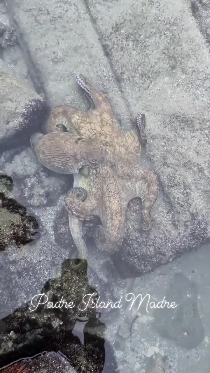 WATCH: Texas beachcomber has rare encounter with octopus
