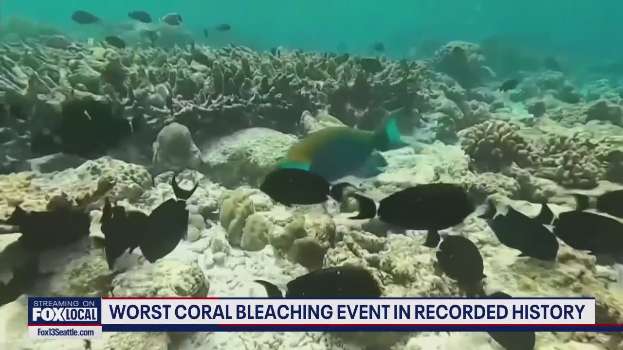 Worst coral bleaching event in recorded history