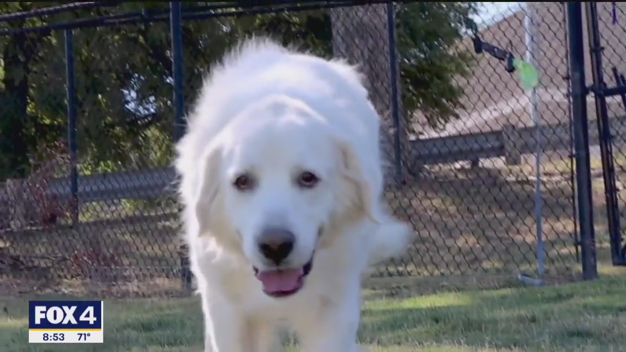 Dog of the Day: Osito