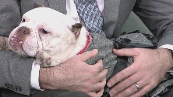 Pet of the Week: Meet Kary