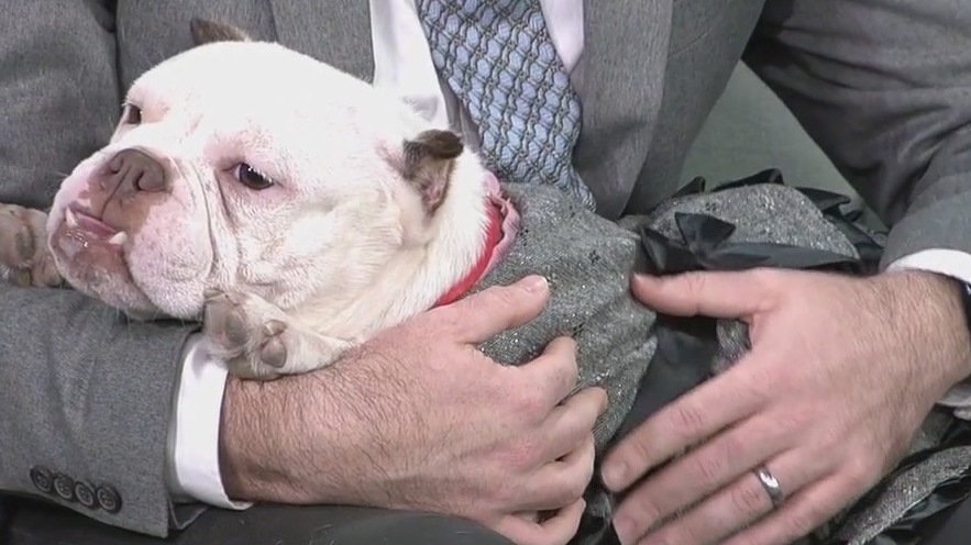 Pet of the Week: Meet Kary