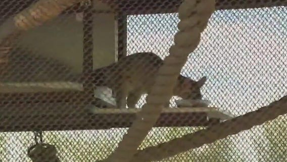 Meet Phoenix Zoo's newest baby animals