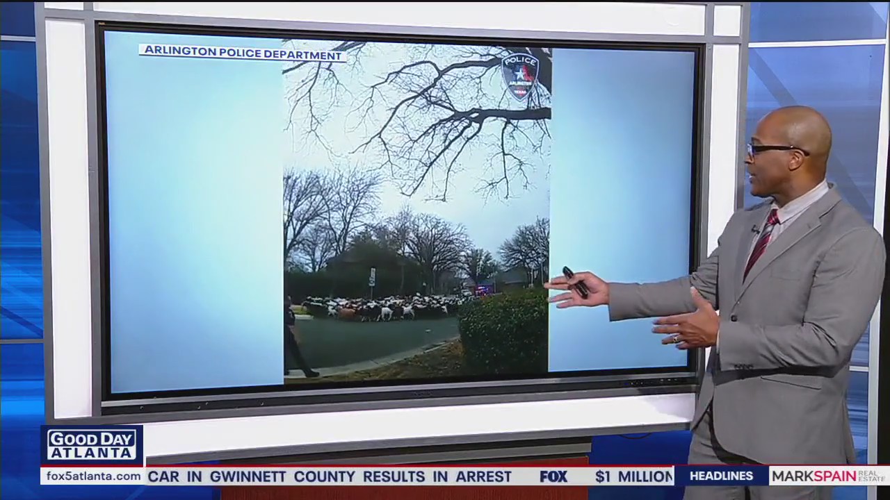 Texas police wrangle escaped goats