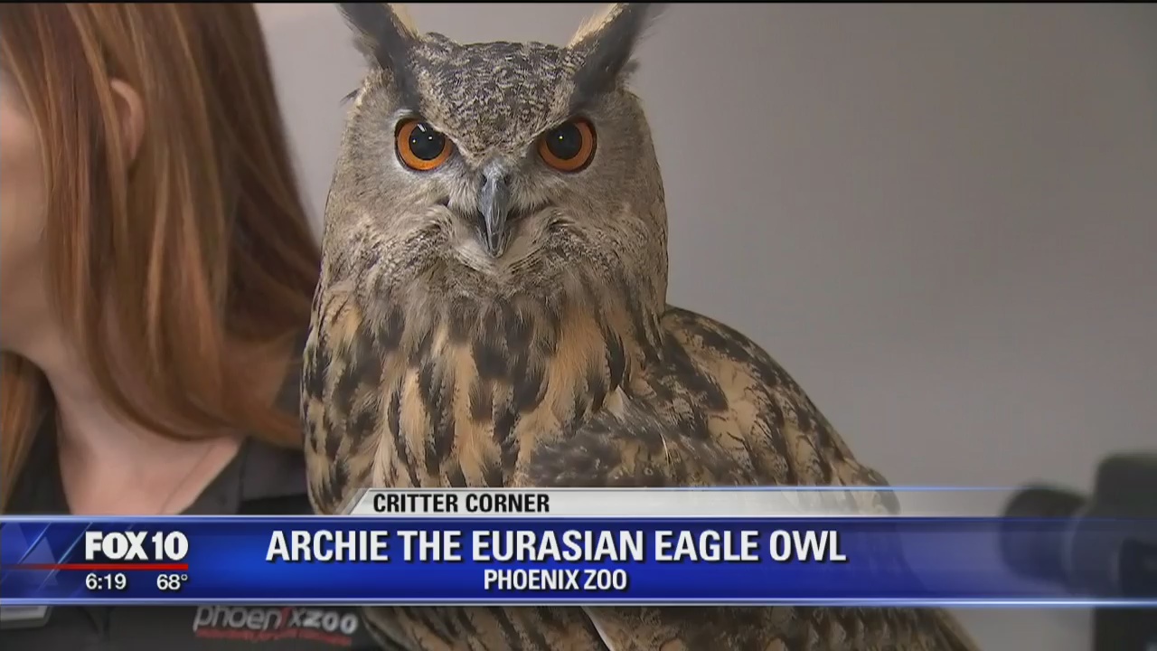 Critter Corner: Archie the Eurasian Eagle Owl
