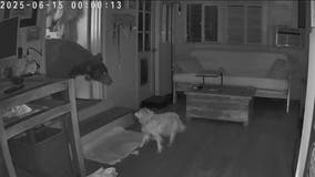 Dog comes face to face with bear