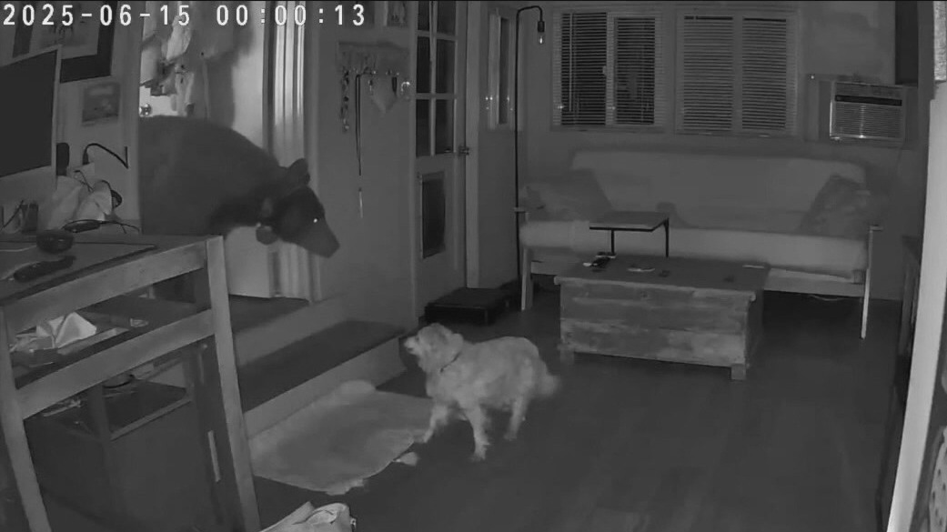 Dog comes face to face with bear