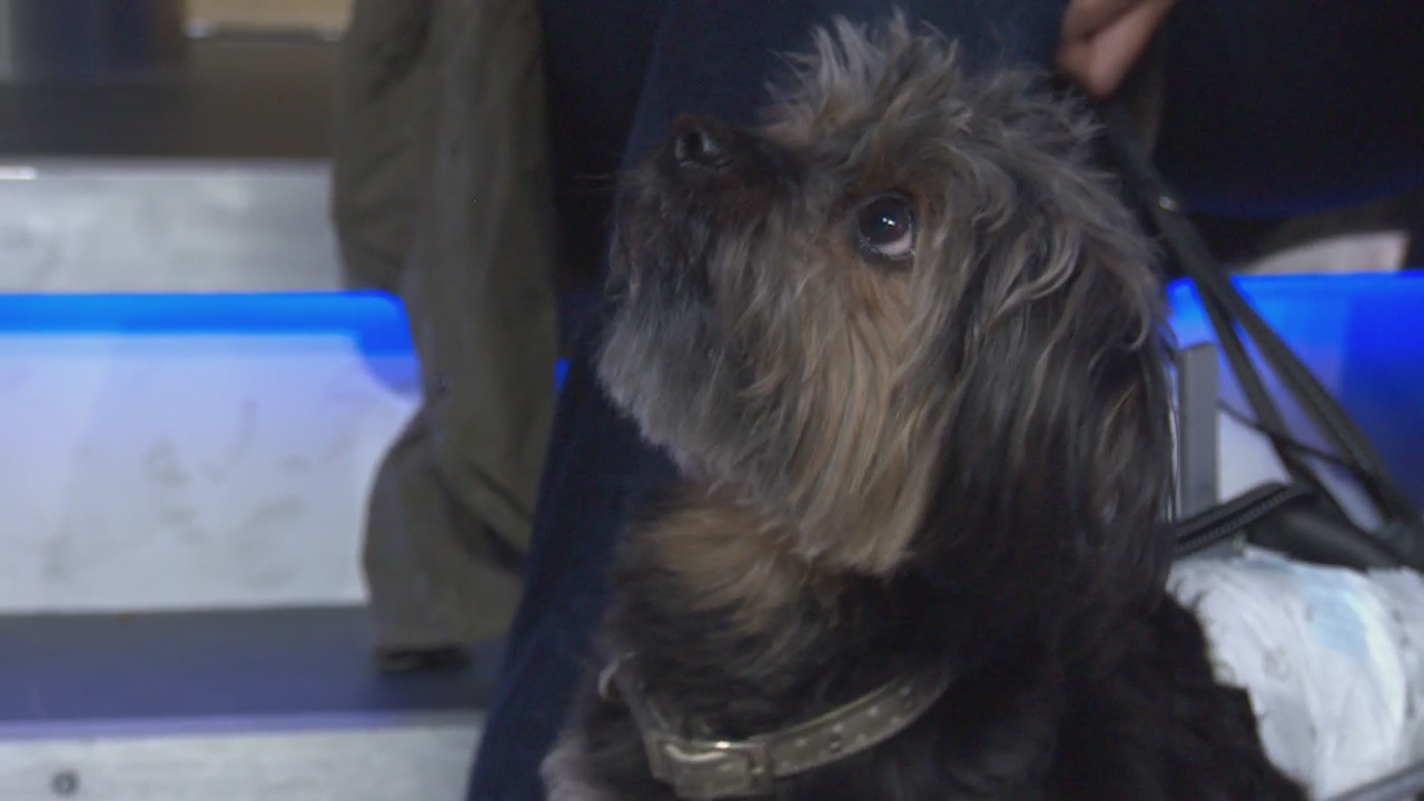 Pet Project: Tito from Muttmatch LA