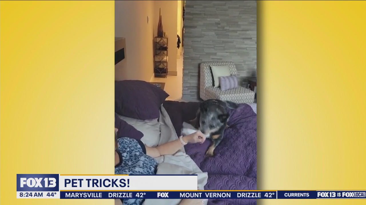 Pet Tricks for Wednesday, March 27