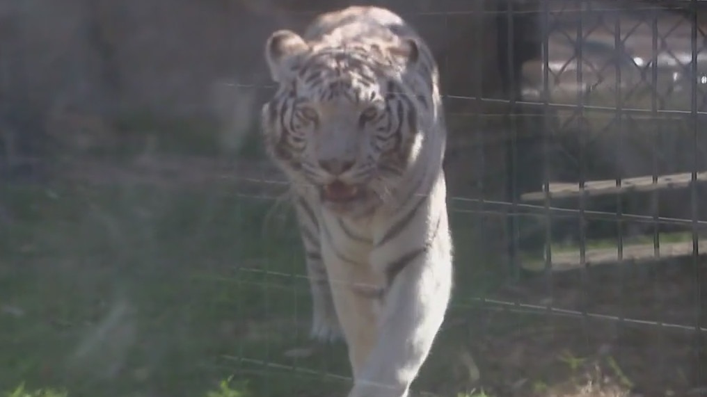 A look at Wildlife World Zoo's new Bengal tiger exhibit