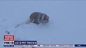 Liz's Pet Tricks for Wednesday, December 21