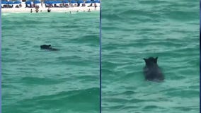 Black bear takes dip at Florida beach