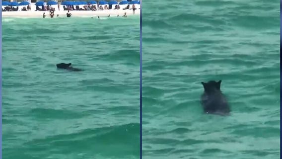 Black bear takes dip at Florida beach
