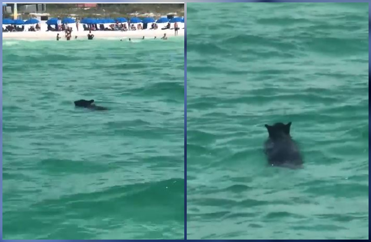 Black bear takes dip at Florida beach