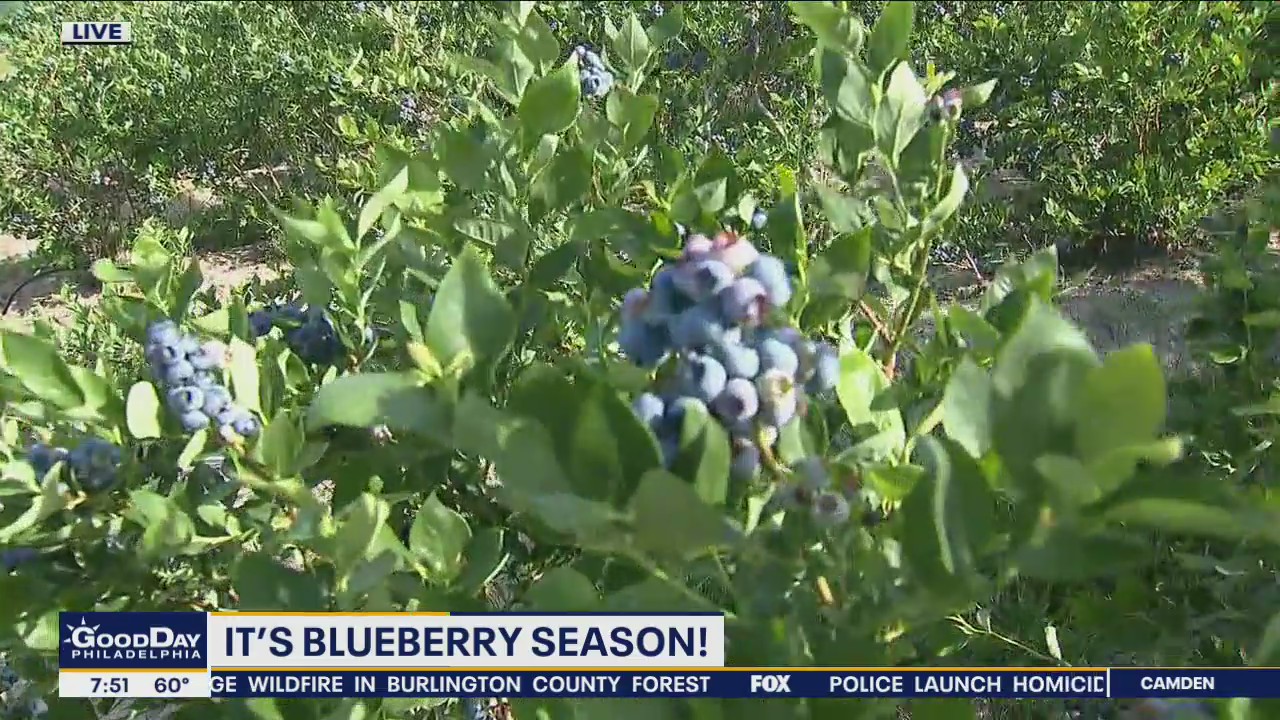 It's blueberry season in New Jersey!