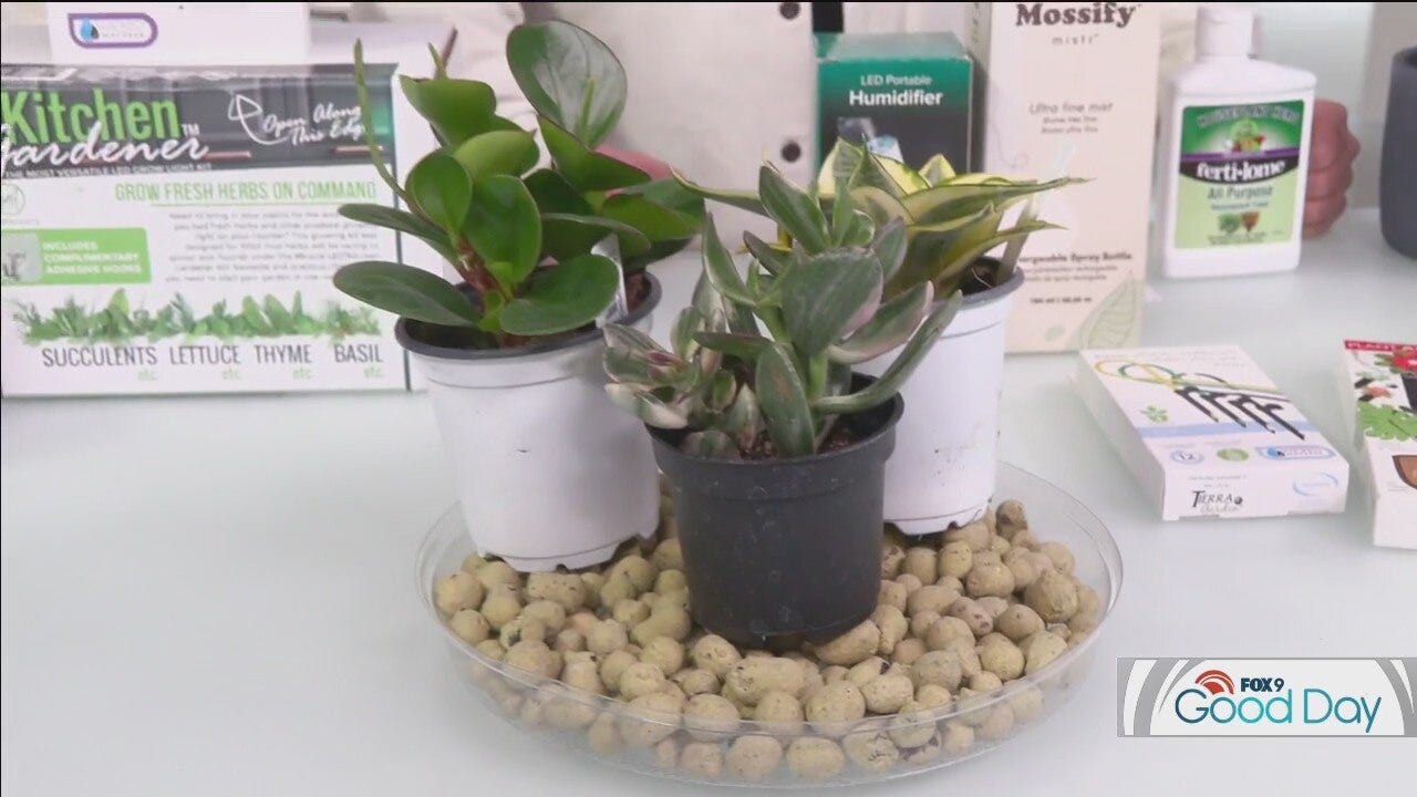 Winter House Plant Care