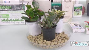 Winter House Plant Care