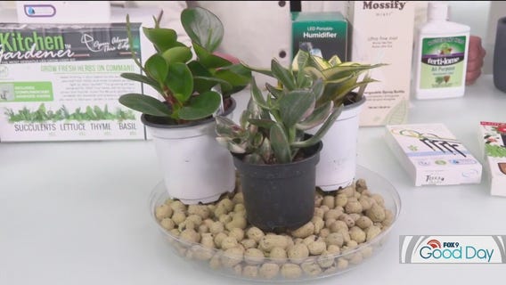 Winter House Plant Care